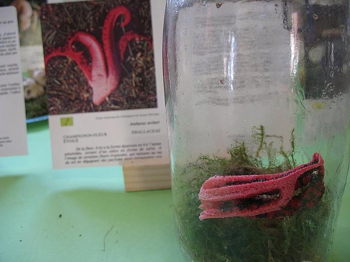 2008 10 Expo Bergerie Rambouillet 21